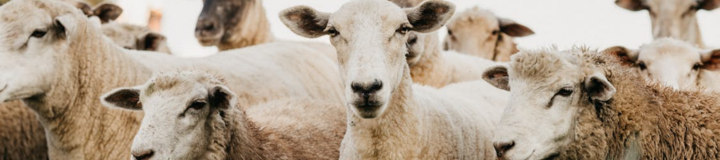 Why Veterinary Clipper Blades Get Dull Fast